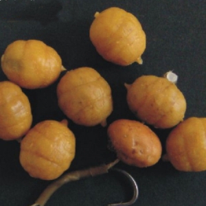 Plávajúca imitácia tigrí orech Enterprise Tackle Pop up Tiger Nut