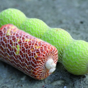 Pančucha Starbaits PVA Boilie System 22mm