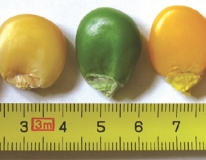Cukk Mega kukurica bez nálevu 125g