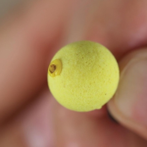 Zarážky Korda Floss Caps