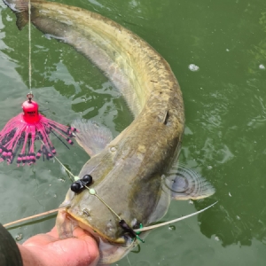 Sumcová hrkálka Madcat Propeller Rattles
